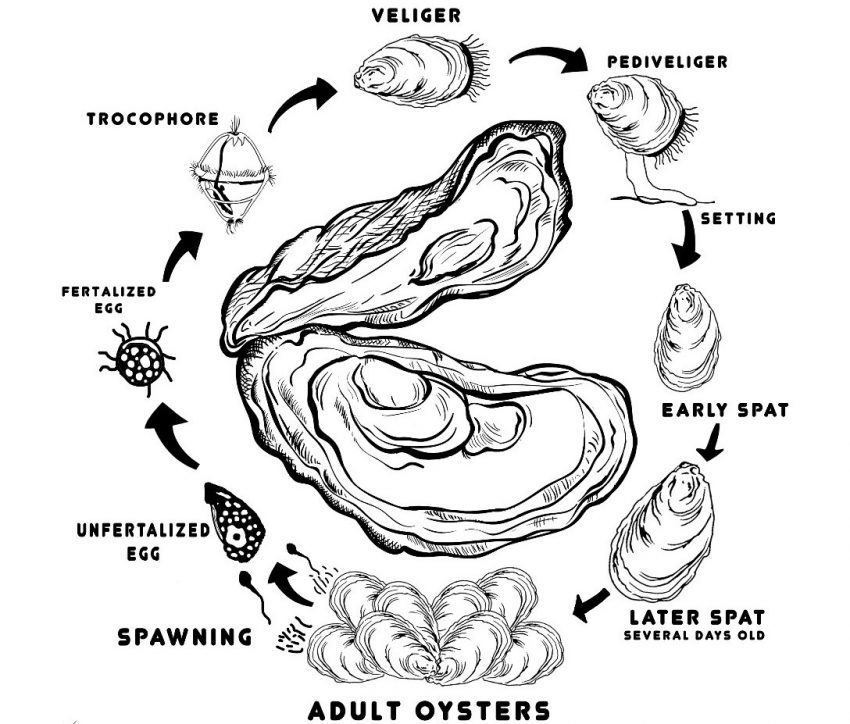 The life cycle of an oyster