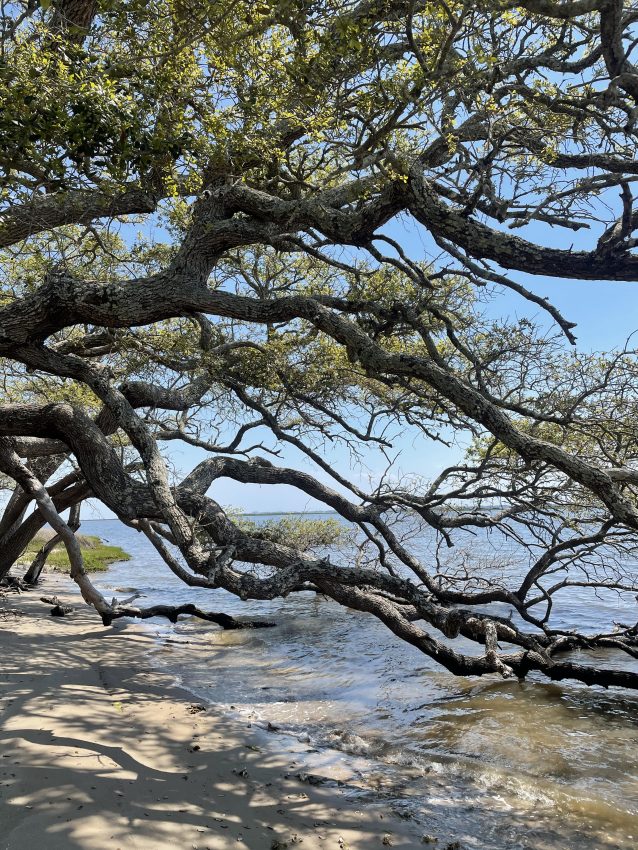 Memorial Forest Oak Tree