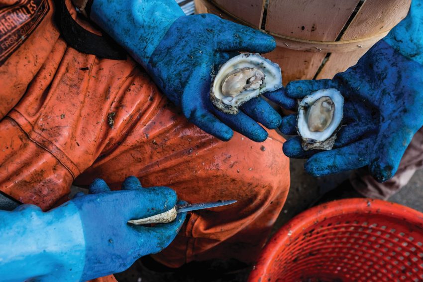 Shucking Oysters