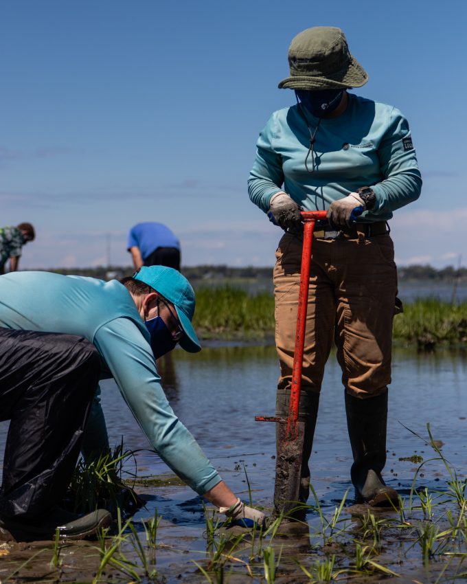 Planting taking place at the living shoreline in Pine Knoll Shores