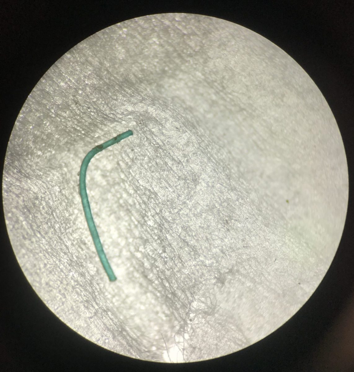 Microscopic image of a fishing line found in the gastrointestinal tract of a Bahamian fish.