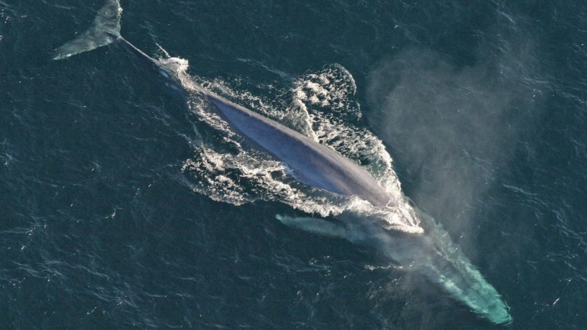 Image of a Blue Whale from NOAA for Marine Debris Comparrison