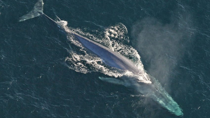 NOAA Blue Whale Image Image of a Blue Whale from NOAA for Marine Debris Comparrison