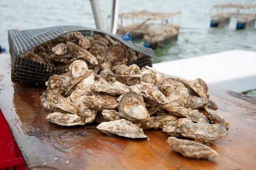 Oyster from local oyster lease.