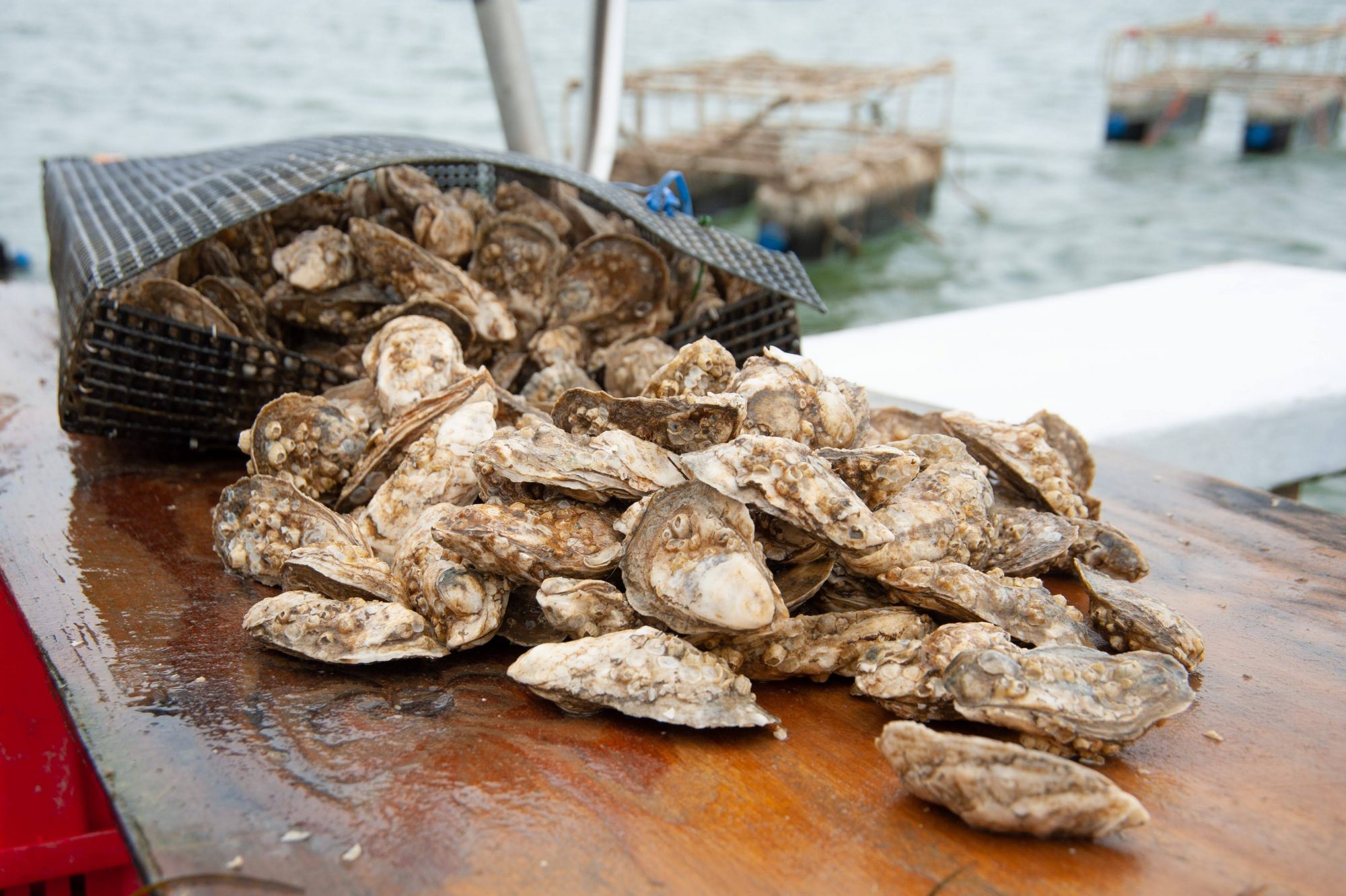 Oyster from local oyster lease.