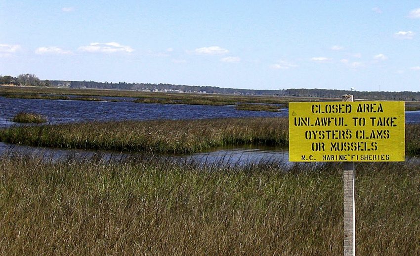 Newport River Estuary Restoration | North Carolina Coastal Federation