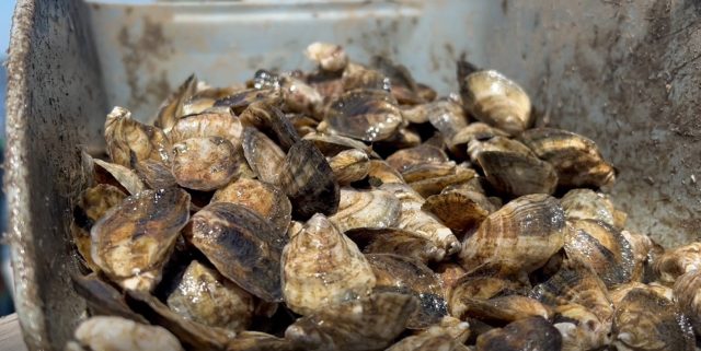 Oyster close-up