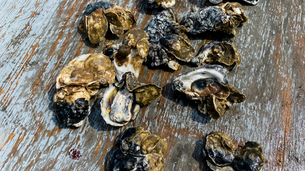 oysters