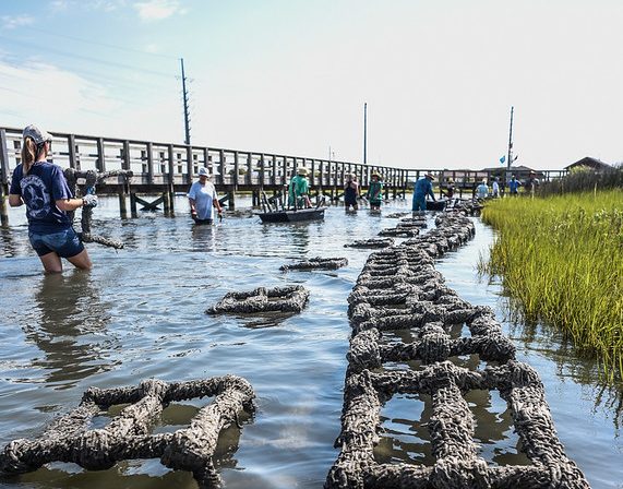 Surf City Living Shoreline © Alan Cradick