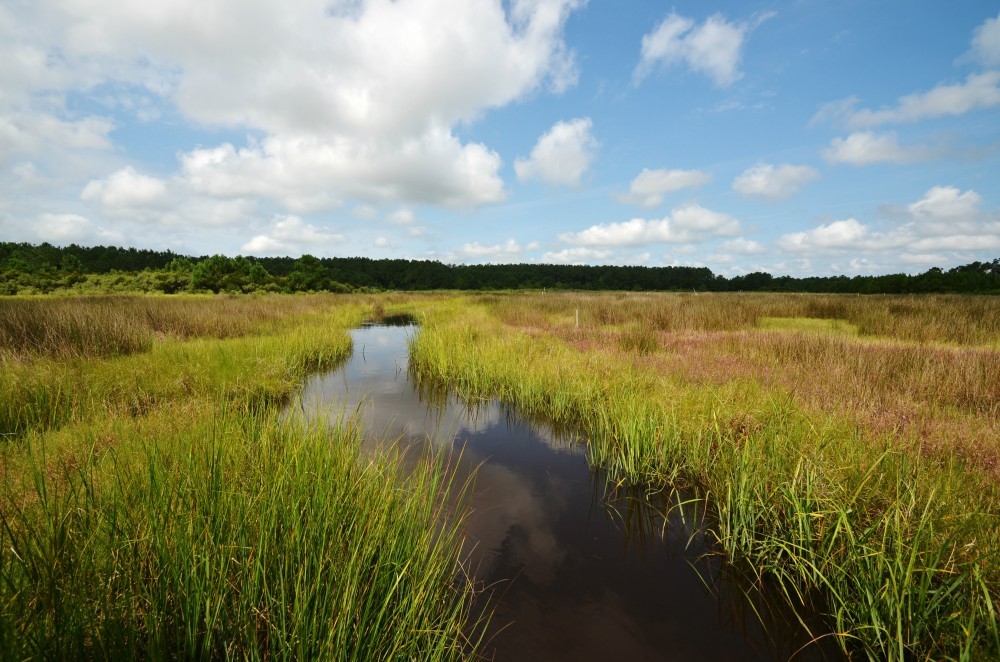 Take Action Protect the Lower Cape Fear River North Carolina Coastal