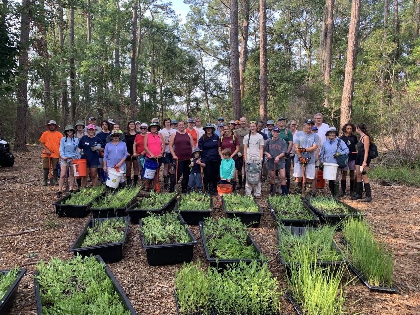 Carolina Beach State Park wetland planting