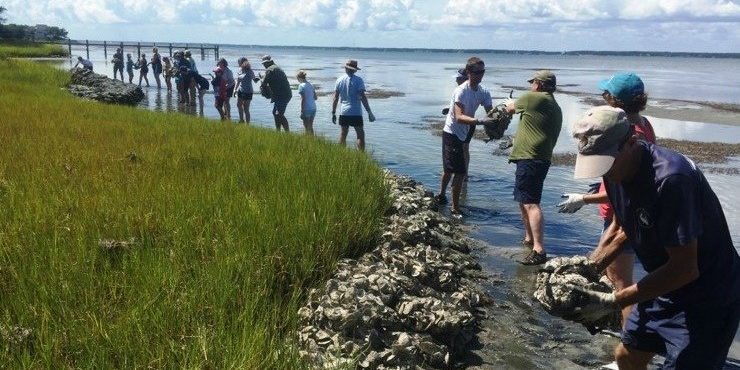 an image of a group of volunteers using bagged oyster shells to construct a living shoreline