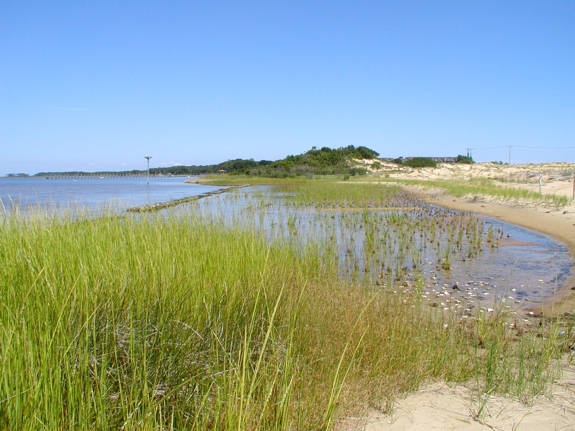 This image shows the NC Coastal Federation's living shoreline, an erosion control project, at Jockey's Ridge State Park. The image looks onto the oyster bag sill that makes up the living shoreline from behind a bed of marsh grass. Beyond the living shoreline the sound and sand dunes can be seen.