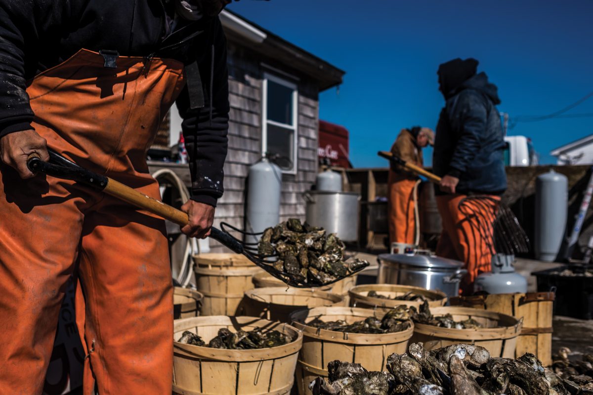 oyster roast © Daniel Pullen