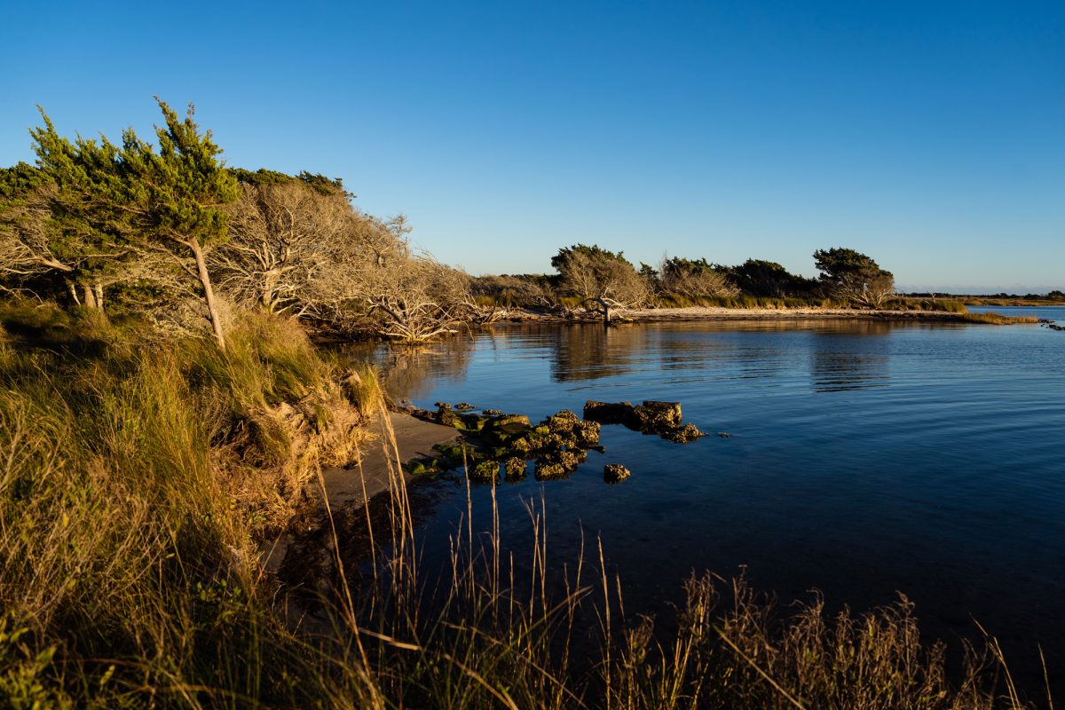 living shoreline © Daniel Pullen