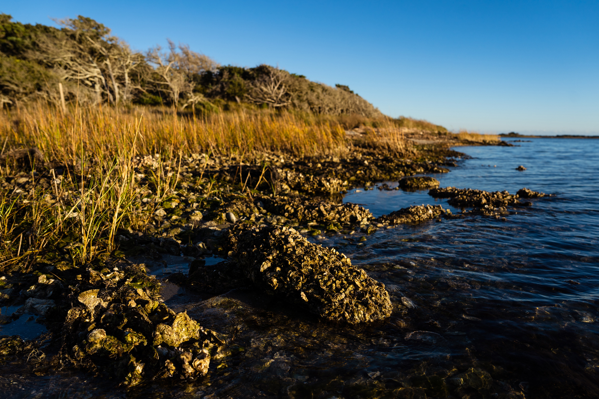 living shoreline © Daniel Pullen