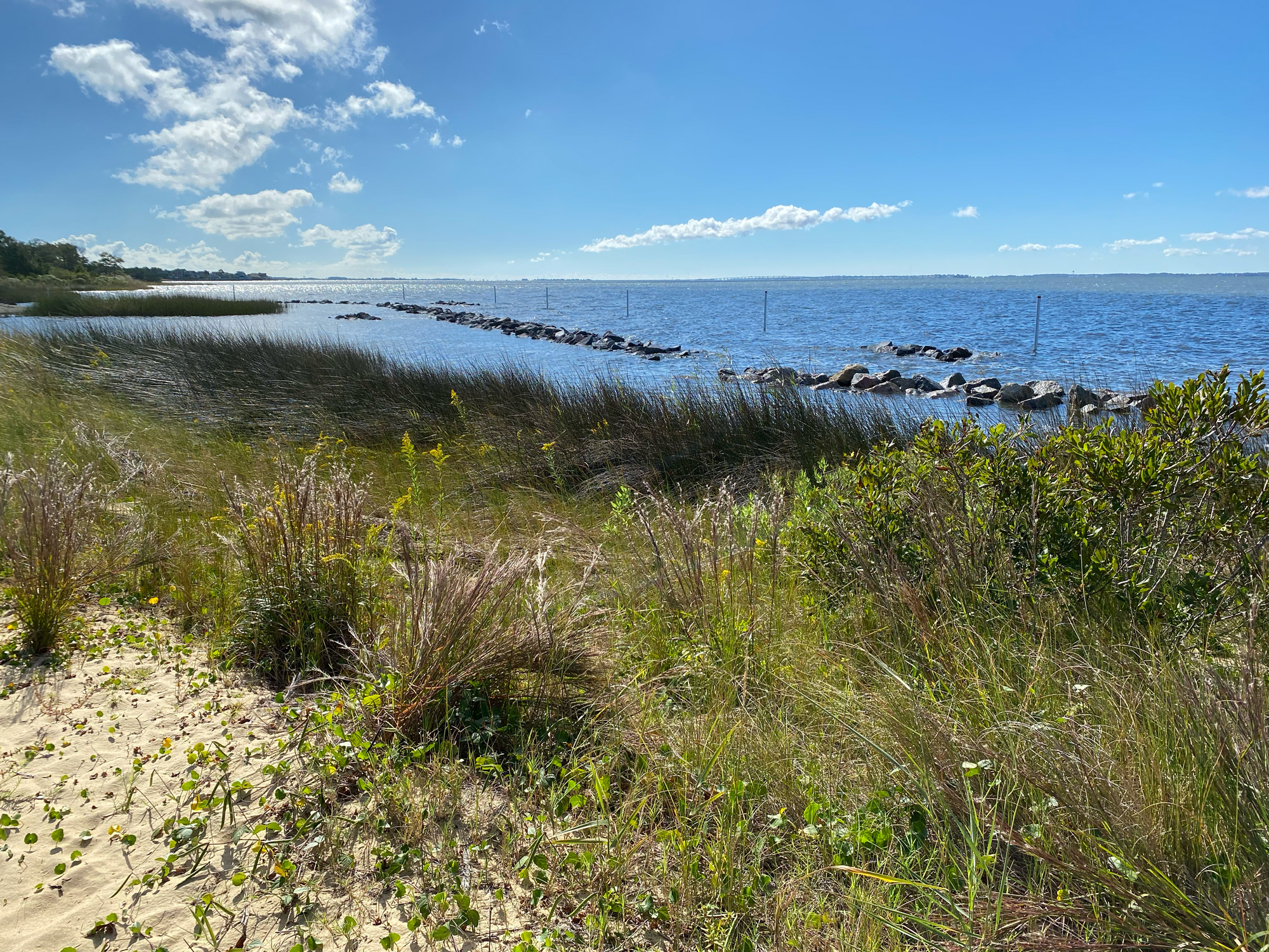 Jockey's Ridge living shoreline © Sara Birkemeier