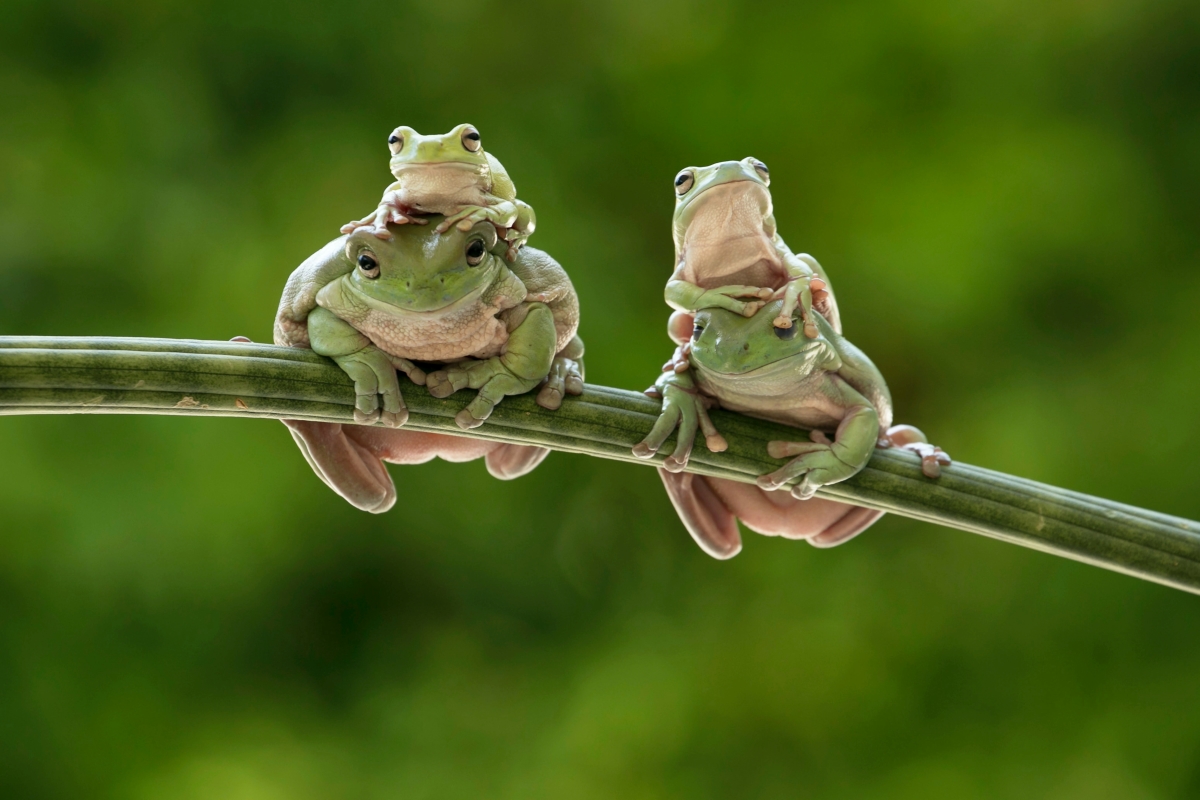 Image of four frogs sitting together on a branch.