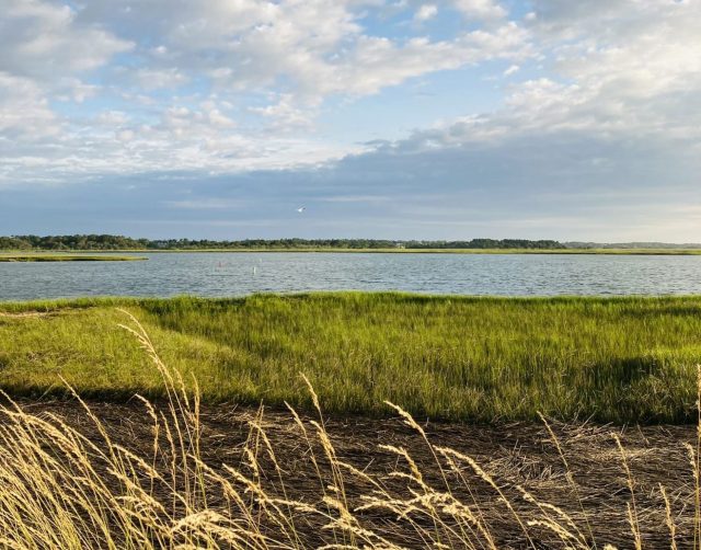 Salt marsh
