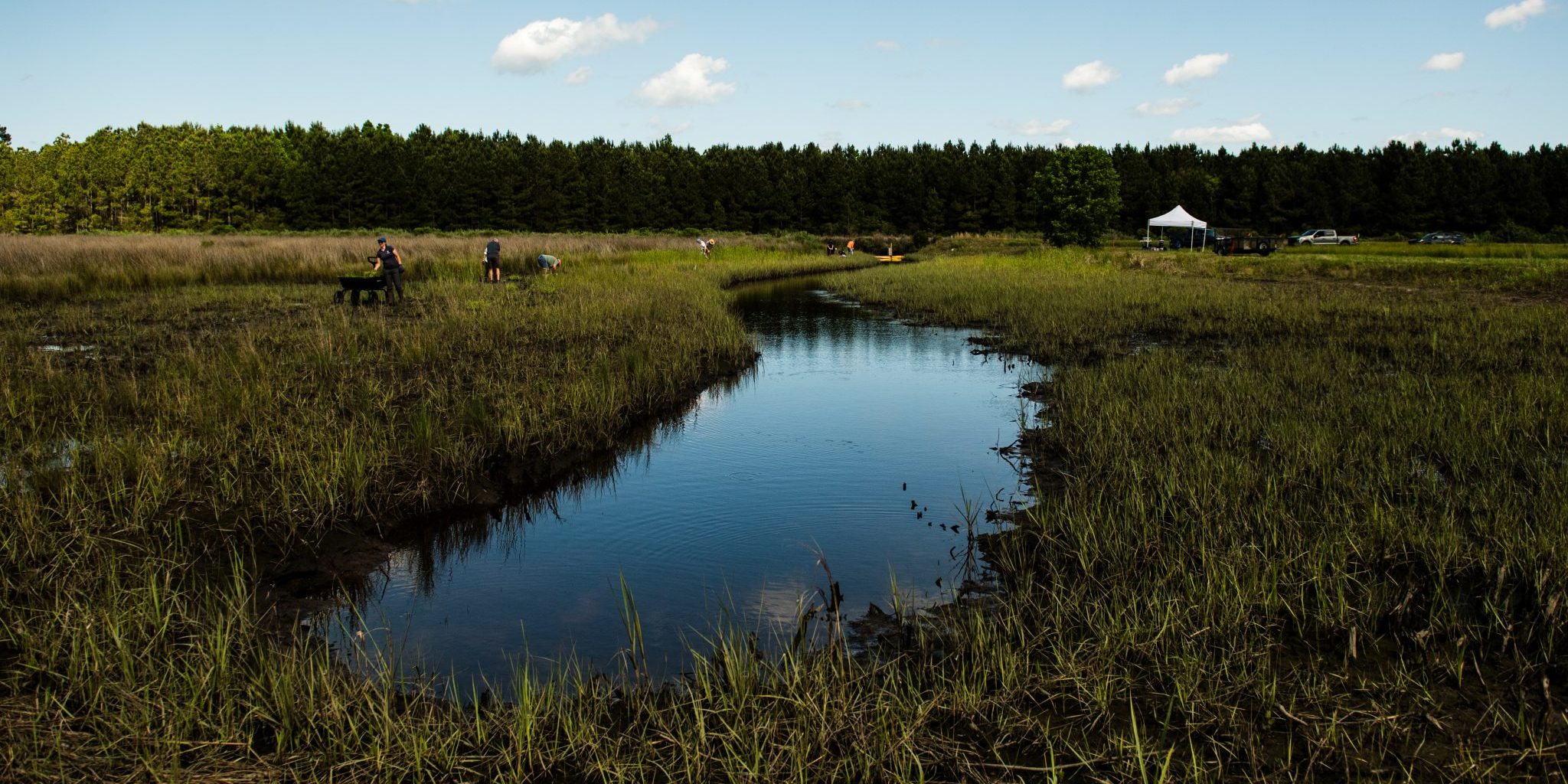Spartina Alterniflora Planting at NRWP Mother Marsh on May 13, 2026